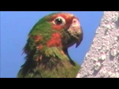 Wild parrots of Sunnyvale Wild parrots of Sunnyvale