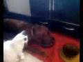 videos de Juz dostalas