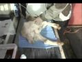 Castrating and debudding two week old goats