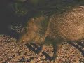 Javalina (Wild Piggies) Javalina (Wild Piggies)