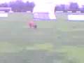 mechelaar