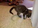 Cally Chases an Almond Cally Chases an Almond
