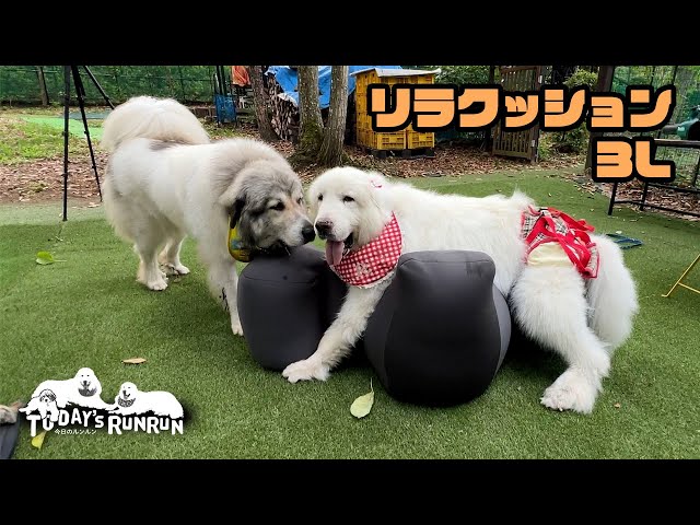 ワンちゃんをらくーにおたすけ】リラクッション | アロン化成 ワンちゃんをらくーにおたすけ】リラクッション | アロン化成