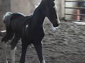 RAKUS COLT