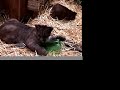 Help captive born wildcats rescued from abuse/neglect