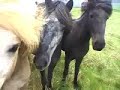 Young Icelandic Horses