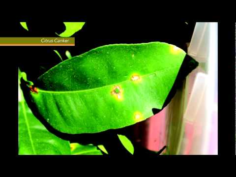 how to cure citrus canker