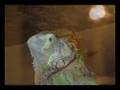 Night of The Iguana