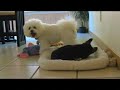 Bexar the Pembroke Welsh Corgi and Roxee the Bichon Play Bexar the Pembroke Welsh Corgi and Roxee the Bichon Play