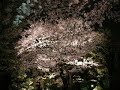 Tokyo Cherry Blossoms