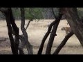 Tiger in Ranthambore