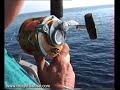 Sports Fishing Scott Reef - Spinning Sailfish Jumping Wahoo