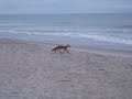Bald Head Island