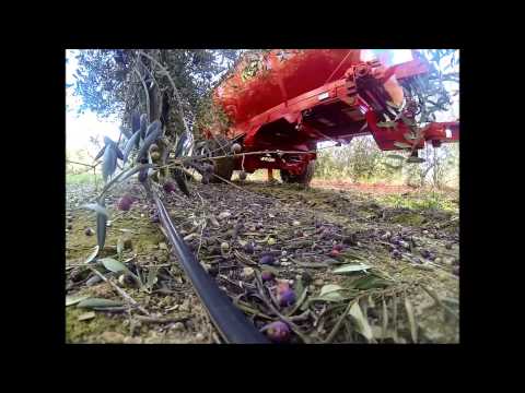 how to fertilize olive trees