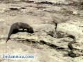 Mongoose Attacking an Asian Cobra