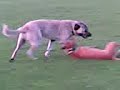 ITCHY & TOTTI 3 ITCHY & TOTTI 3