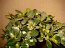 my plant that i bought today