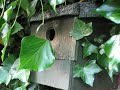 Little birds in the garden - Discovered today Little birds in the garden - Discovered today