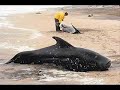 The Marine Mammal Protection Act