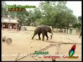 Elephant Fury