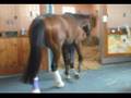 Barbaro - When You Believe