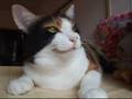 しゃべる猫 - vol.1 - 「あぶない！」