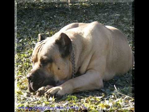 dogo canario