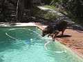 Kembo agafant la pilota a la piscina Jordi Molina Kembo agafant la pilota a la piscina Jordi Molina