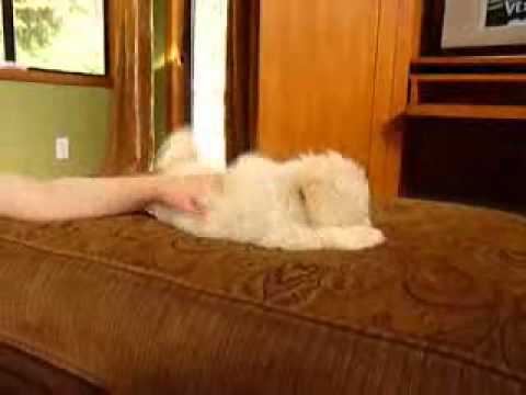 how to train lhasa apso puppies