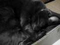 デブ猫よしろ~の爆睡、口からプゥ~