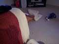 Juni The Great Dane Puppy