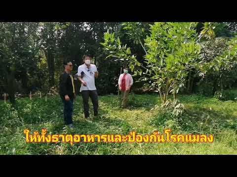 เรื่องเล่าชาวเกษตรราชบุรี พืชแม่นม/ต้นทองหลางน้ำ​ EP1