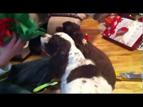 Dogs Open Christmas Gifts Funny Must See