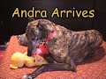 Andra-my-long-legged