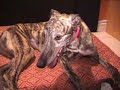 Andra-my-long-legged