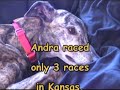 Andra-my-long-legged