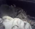 rat gambie