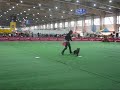 Pokazy Frisbee - MPWR Poznań 2008 - MANIEK