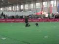 videos de Pokazy Frisbee - MWPR Poznań 2008 - MANIEK