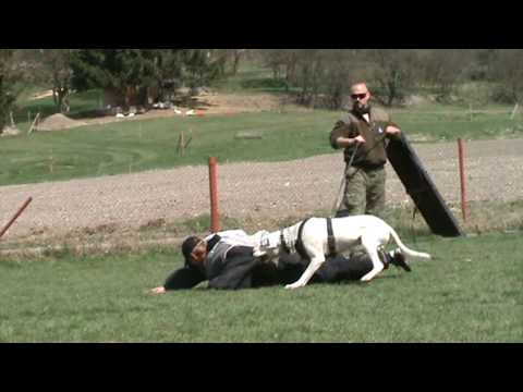 dogo argentino