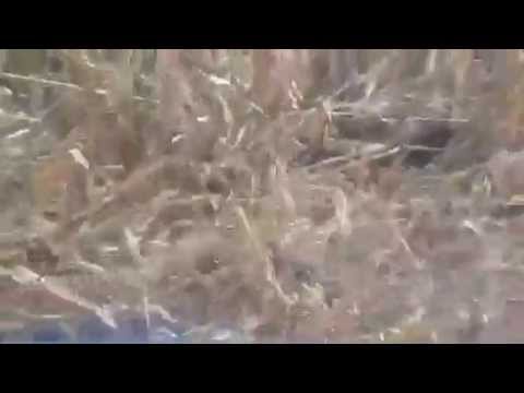 how to harvest down corn