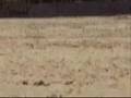Bull Terrier Miniatura video