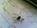 Mascotte L\