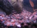 palettikala yritt��niell� madon