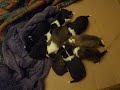 Sliding sheltie puppies, 10 days old