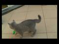 videos de Goliath en Gulliver