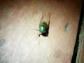 73 Esteban with angry cicada