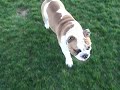 POPEYE- English Bulldog!! POPEYE- English Bulldog!!