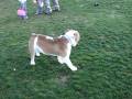 videos de POPEYE- English Bulldog!!