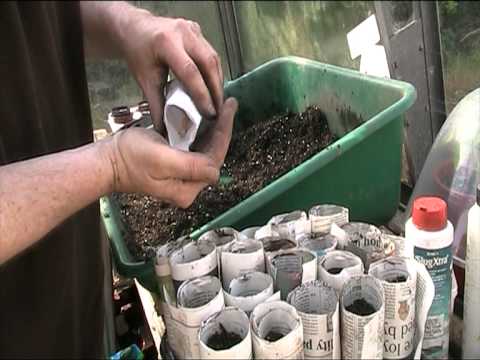 how to transplant sweet corn